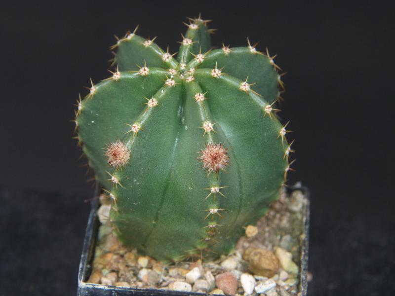 Sales plant with buds